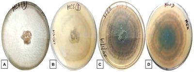 Isolation and Characterization of an Endophytic Fungus Colletotrichum coccodes Producing Tyrosol From Houttuynia cordata Thunb. Using ITS2 RNA Secondary Structure and Molecular Docking Study